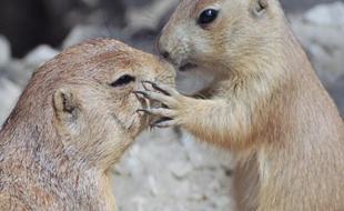Même ces deux chiens de prairie, rongeurs très ressemblants à la marmotte, photographiés au zoo de Hanovre, en Allemagne, sembleraient être adeptes de la bise... ou pas.