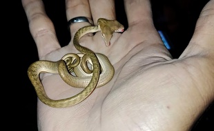 Un rare serpent à deux têtes a été découvert à Tabanan, sur l'île balnéaire de Bali.