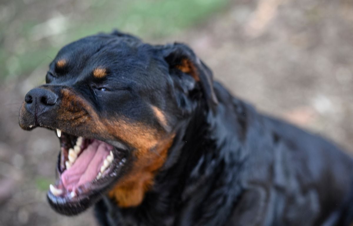 Loiret : Un enfant de 9 ans tué par le chien de la famille
