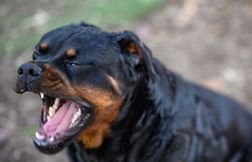 Un enfant de 9 ans tué par le chien de la famille dans le Loiret