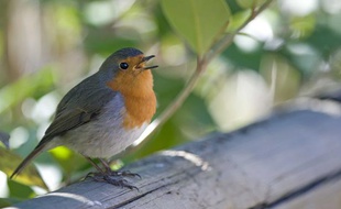Un rouge-gorge familier.