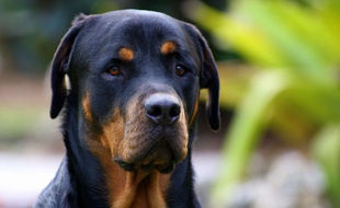 La fillette a été tuée par le rottweiler de sa famille (illustration).
