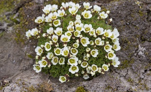 Les Saxifrages font partie des espèces menacées en France.