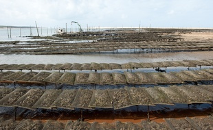 Pyla-sur-Mer, 30 aout 2012. - Ostreiculture sur le banc d'Arguin face a la dune du Pyla. Ostreiculteurs. Huitres. - Photo : Sebastien Ortola