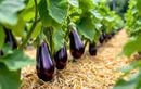 Comment avoir des aubergines superbes au potager cet été ? Nos astuces faciles à adopter dès maintenant