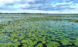 Le lac de Grand-Lieu, plus grand lac de plaine de France.