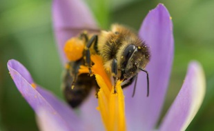 Une abeille récolte le pollen d'un crocus, le 1er février 2016 à Fribourg, dans le sud-ouest de l'Allemagne