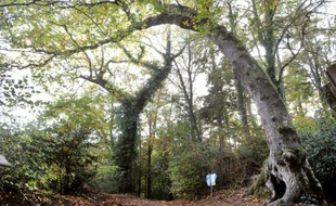 Dans la forêt du Fouesnant, en Bretagne, un chêne bicentenaire "arbre-girafe"