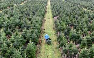Illustration de sapins