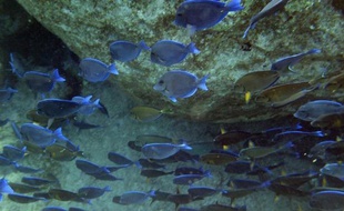 Le réchauffement climatique ne change pas seulement la température et la teneur en oxygène des océans, il risque de faire rétrécir considérablement les poissons qui y vivent, avertit une étude publiée dimanche.