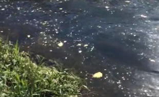 Le 12 avril 2016, l'Odet, rivière qui traverse Quimper, dans le Finistère, a été touchée par une pollution au beurre.