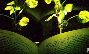 Des chercheurs du MIT ont mis au point des plantes lumineuses qui pourraient, un jour, remplacer les lampes de chevet.