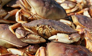 Le crabe que vous allez plonger dans l'eau bouillante ne peut pas vous implorer de ses grands yeux tristes ou pousser des cris déchirants mais il est bien capable de ressentir la douleur, estiment des chercheurs.