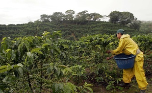 Récolte sur une plantation de café au Costa Rica.