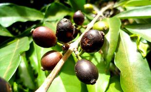 Les cerises noires du café stenophylla