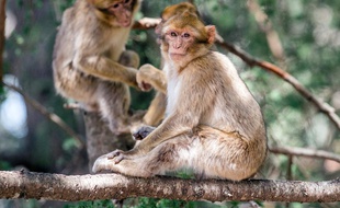 Deux macaques auraient échappé à l'opération d'euthanasie réalisée le 19 mai, dans les Landes. / AFP PHOTO / FADEL SENNA