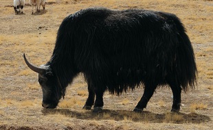 Un yak (illustration).