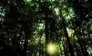 Une micro-forêt va être plantée sur le campus de l'Université Paul-Sabatier de Toulouse.