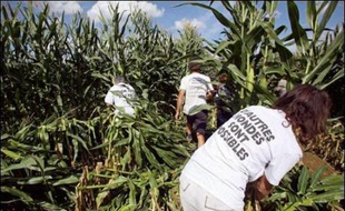 Avec plusieurs années de retard, la France a transposé par décrets une directive européenne relative aux cultures des organismes génétiquement modifiés (OGM), au risque de susciter, en pleine campagne présidentielle, une nouvelle levée de bouclier chez ses opposants.