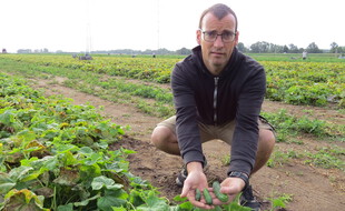 Depuis quelques années, en partenariat avec Reitzel, Sylvain Teissier, agriculteur dans le Loir-et-Cher, relance la culture du cornichons sur ses terres.
