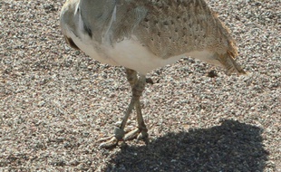 Une outarde houbara.