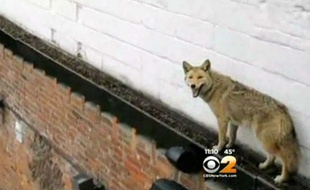 Capture d'écran d'une vidéo montrant un coyote sur le toit d'un bar du Queens, à New York, le 30 mars 2015.