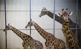 Le 14 mai 2013. Visite du parc zoologique de Paris, appele le zoo de Vincennes, en pleine renovation. Le parc ouvrira ses portes au printemps 2014. Le futur enclos a girafes. Seules les 16 girafes du zoo sont restees sur place pendant les travaux car intransportables.