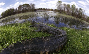 Un alligator au Texas (illustration).