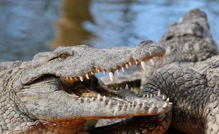 Illustration à la ferme aux crocodiles à Pierrelatte dans la Drôme.