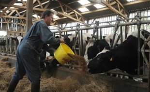 Jean-Yves Gallais, éleveur laitier, nourrit ses vaches le 09 septembre 2009 dans son exploitation au Rheu, en Ille-et-Villaine