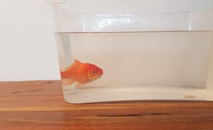 Moïse attend ses vrais propriétaires chez un pompier héraultais.