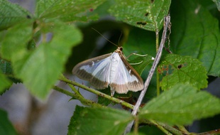 La pyrale du buis ressemble à un vulgaire papillon de nuit mais elle fait des ravages.