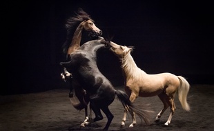 Le spectacle de théâtre équestre se poursuit jusqu'au 14 septembre sur la place des Quinconces à Bordeaux.