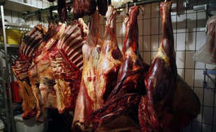 Des carcasses de chevaux.