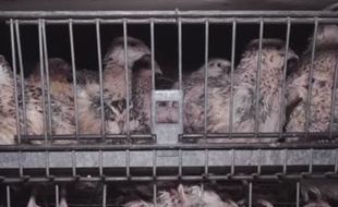 Capture d'écran d'une vidéo de L214 dénonçant le conditions d'élevage des cailles pondeuses dans une entreprise de la Drôme.