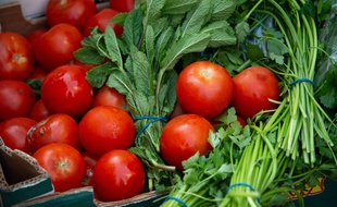 Tomates, menthe et basilic. (Illustration)