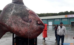 Ce poisson lune pèse plus d'une tonne