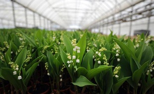 Des pots de muguet le 23 avril 2014 chez un producteur de Saint-Julien-de-Concelles près de Nantes