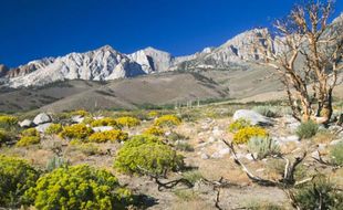 Plantes de la Sierra Nevada, en Californie.