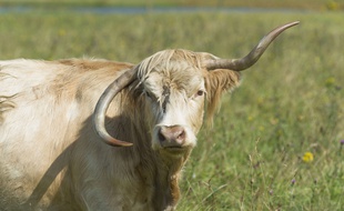 Vache étrangement cornue, Ecosse