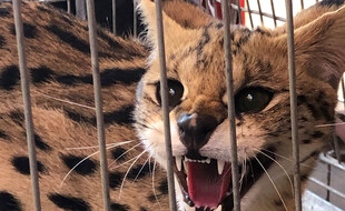 Le serval récupéré par les sapeurs-pompiers à Nîmes