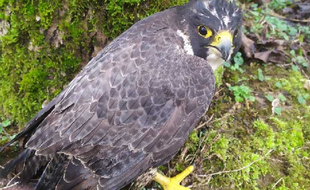 Retrouvé par un promeneur très affaibli et avec une aile brisée, le faucon pèlerin n'a pas survécu.