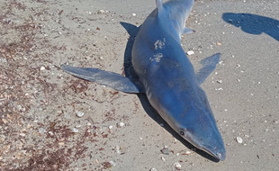 Le requin bleu femelle échouée sur la plage du Var. (Usage unique)