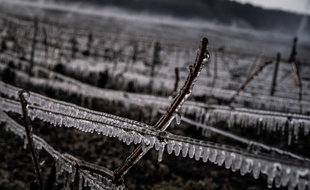 Illustration gel dans les vignes