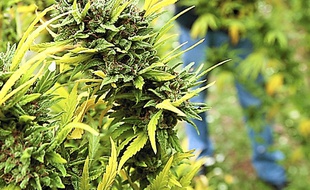 Un plant de cannabis (illustration).