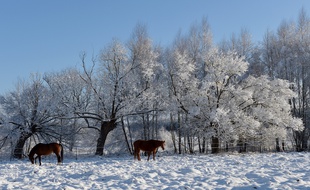 Illustration: Des chevaux marchent dans la première neige à Popielarze, près de Varsovie (Pologne), le 26 décembre 2014.