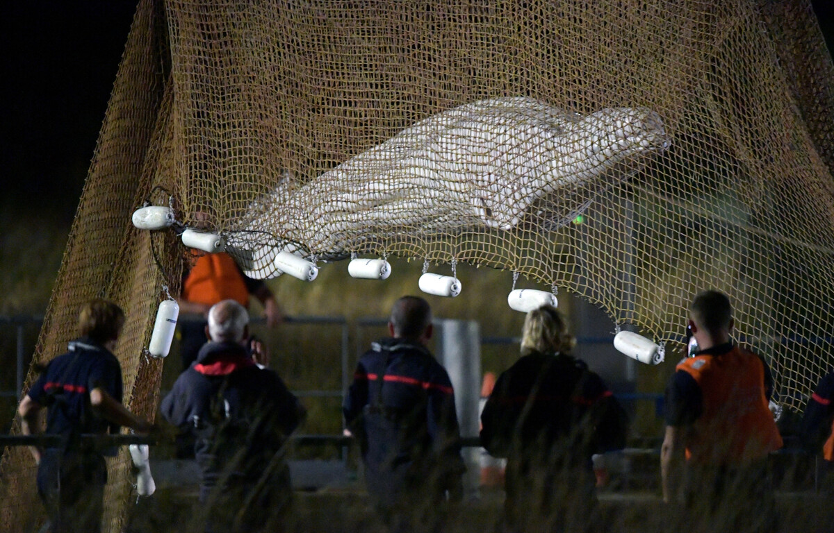 Après six heures d'efforts, le béluga a été sorti de la Seine