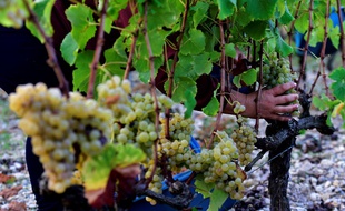 Une exploitation viticole lors des vendanges (image d'illustration).