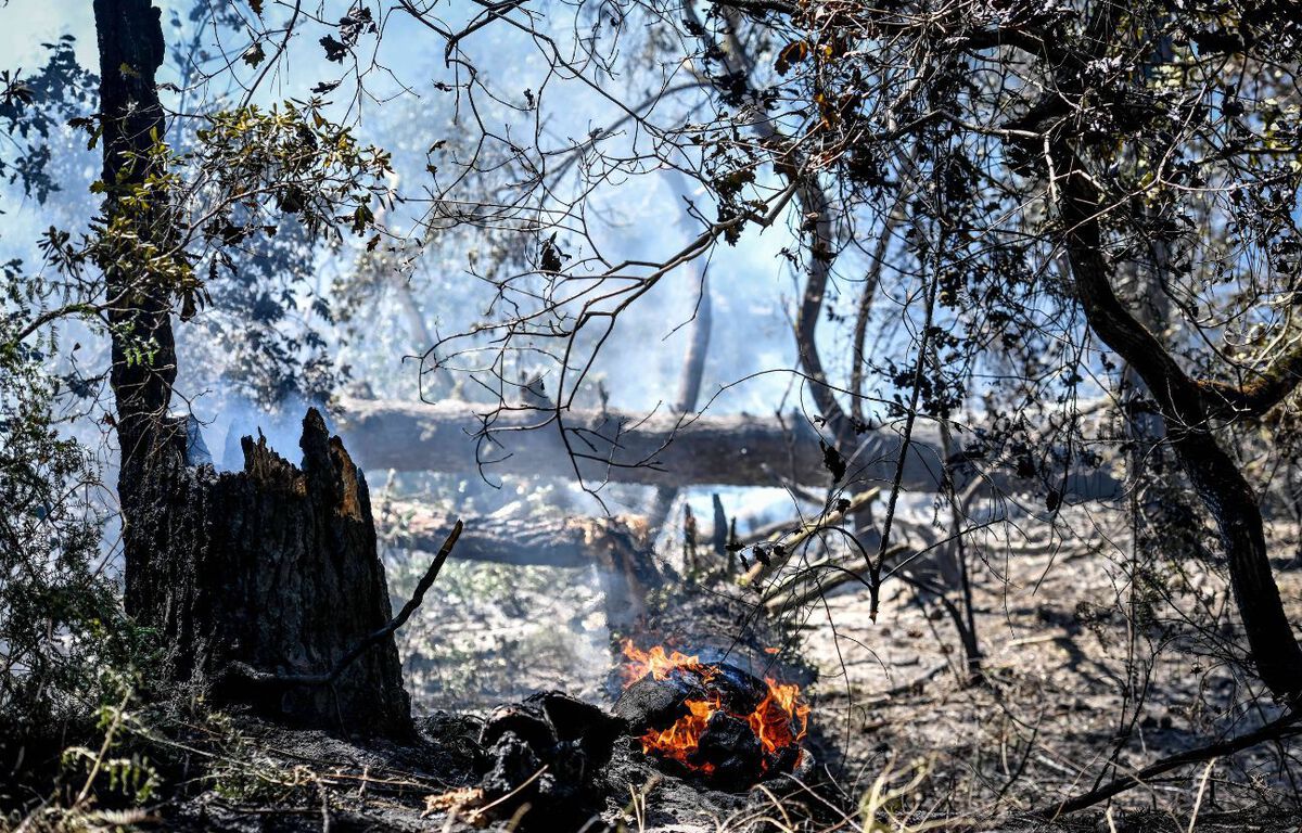 On en fait quoi des hectares de forêts brûlés ?