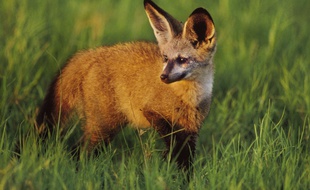 Un otocyon dans un parc national du Botswana.